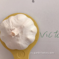Свежий чистый белый чеснок 5,0 см